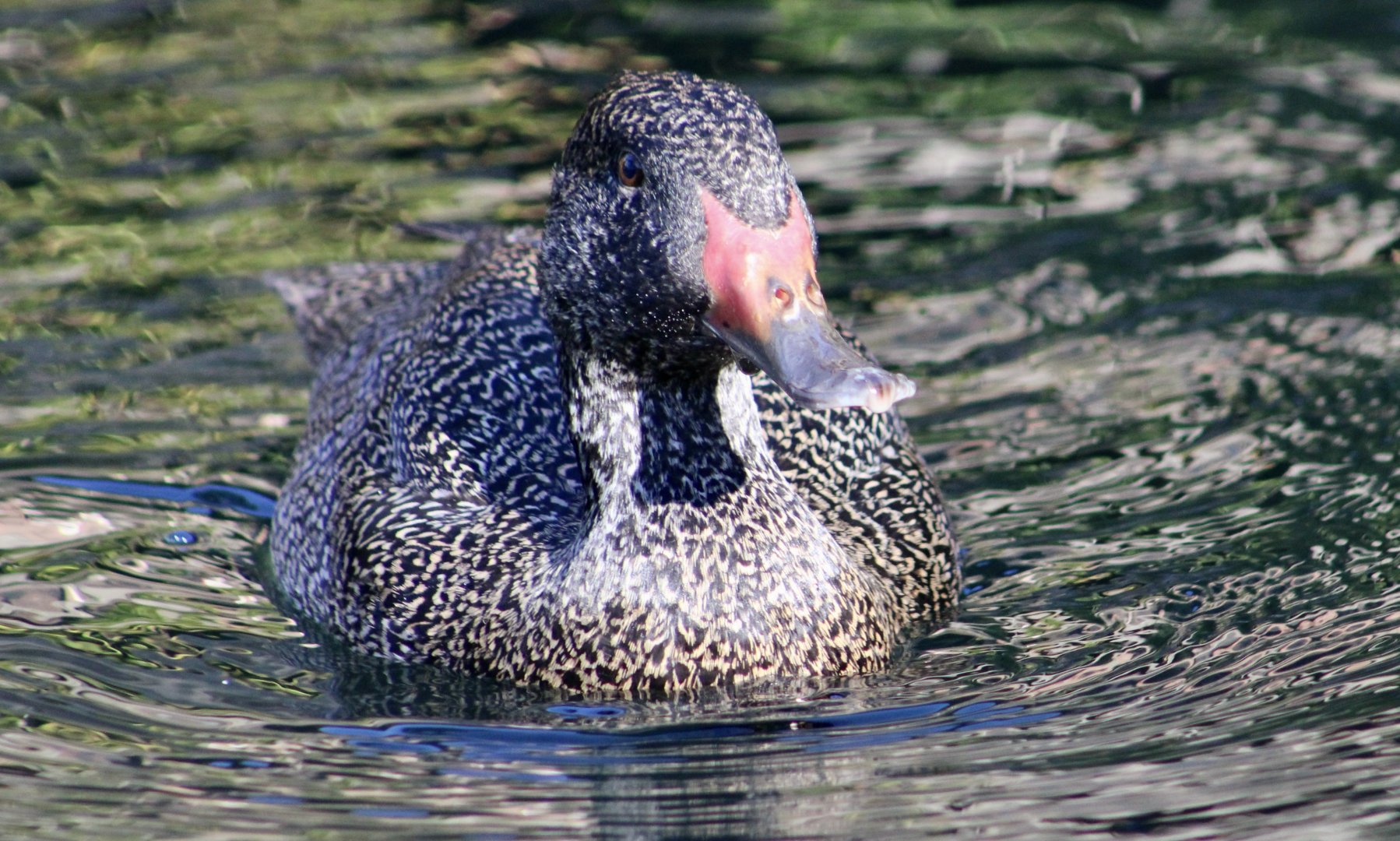 Freckled Duck (Stictonetta naevosa)