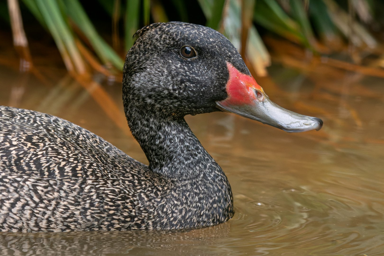 Freckled duck (Stictonetta naevosa)