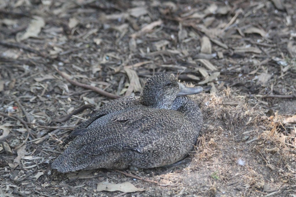 Freckled Duck