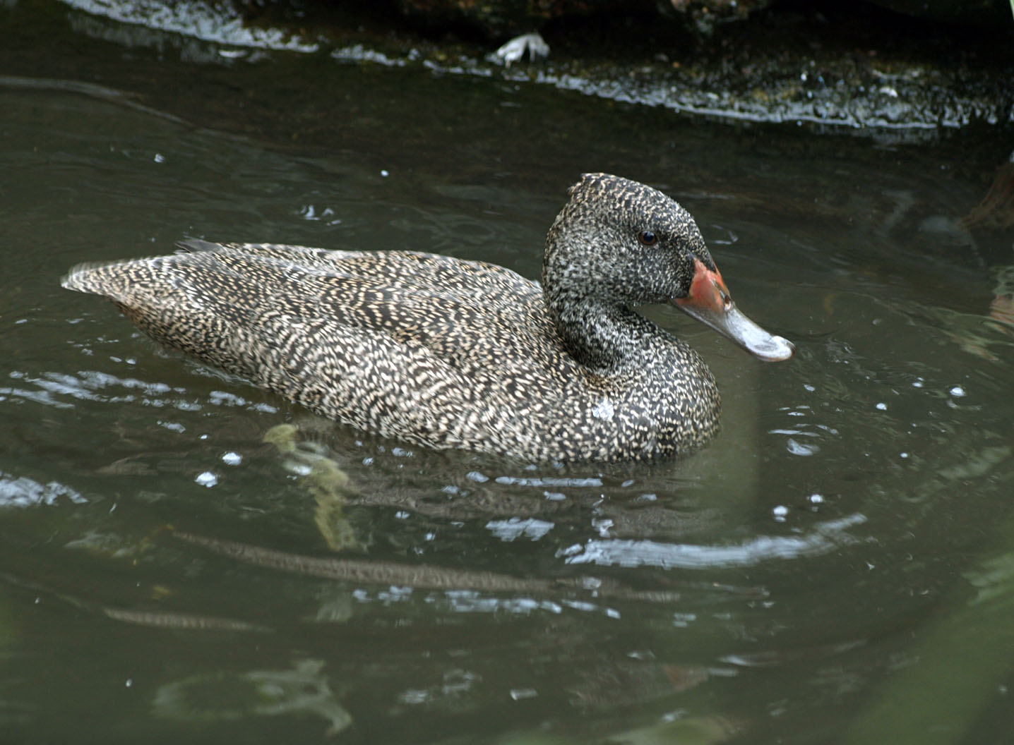 Freckled duck