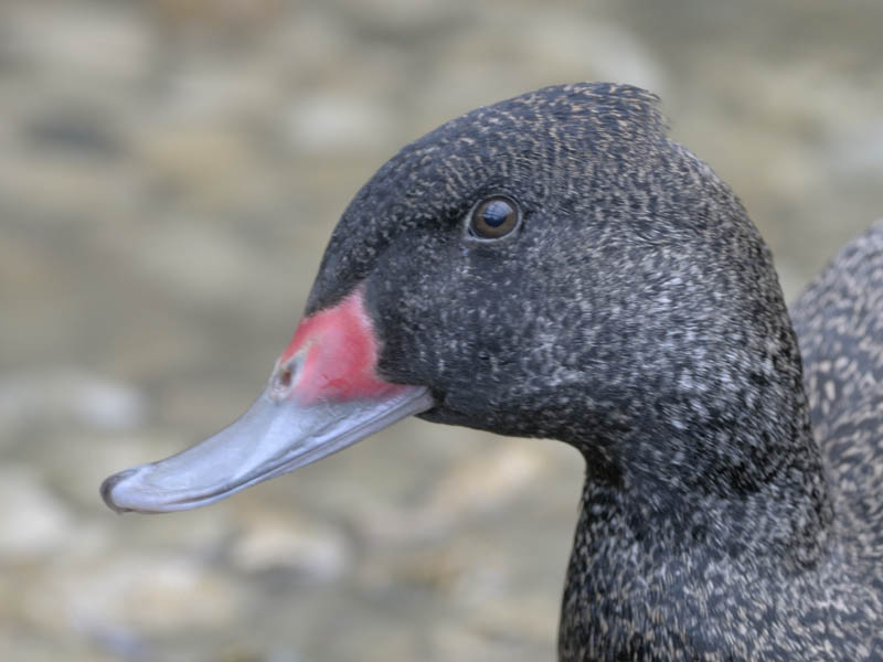 Freckled duck