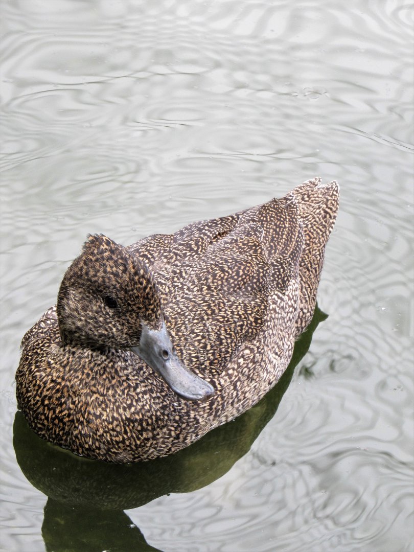 Freckled duck