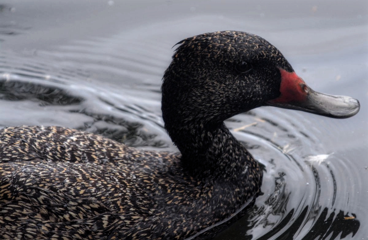 Freckled Duck