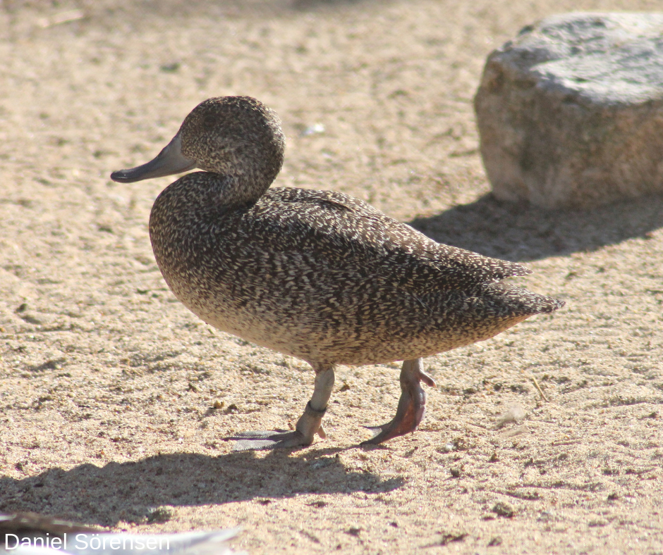Freckled duck