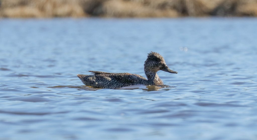 Freckled Duck