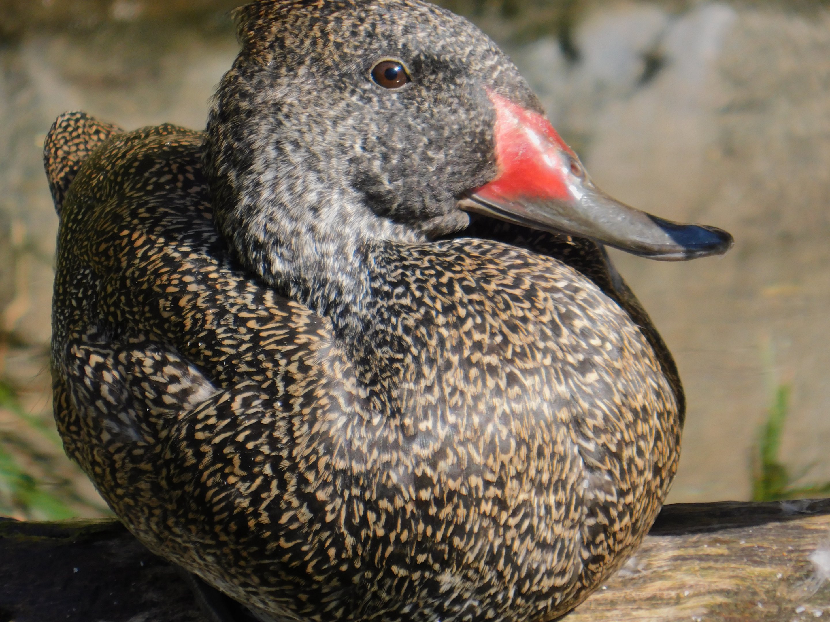 Freckled Duck