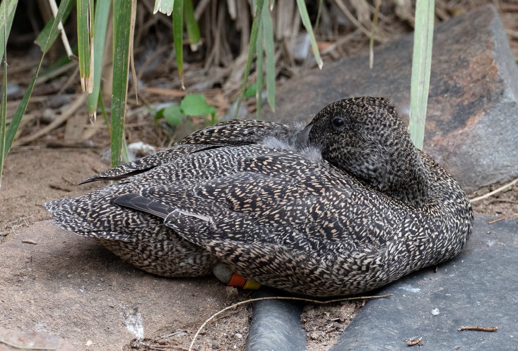 Freckled Duck