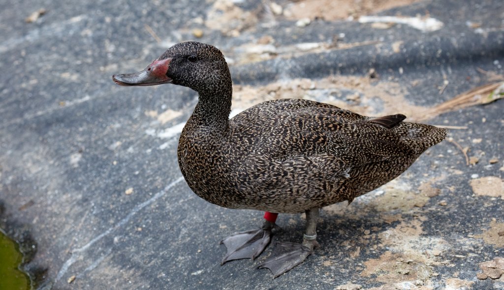 Freckled Duck