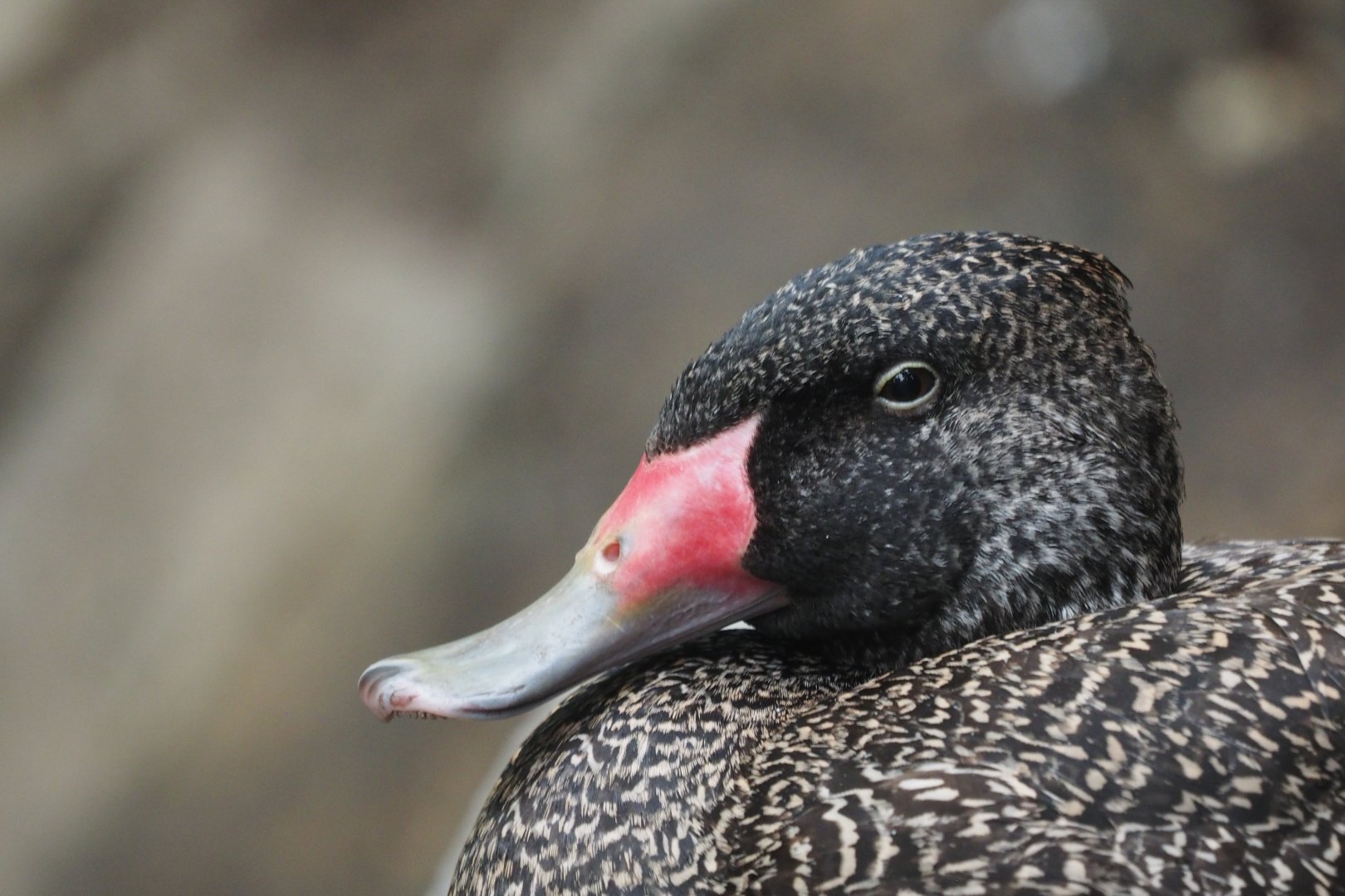 Freckled duck