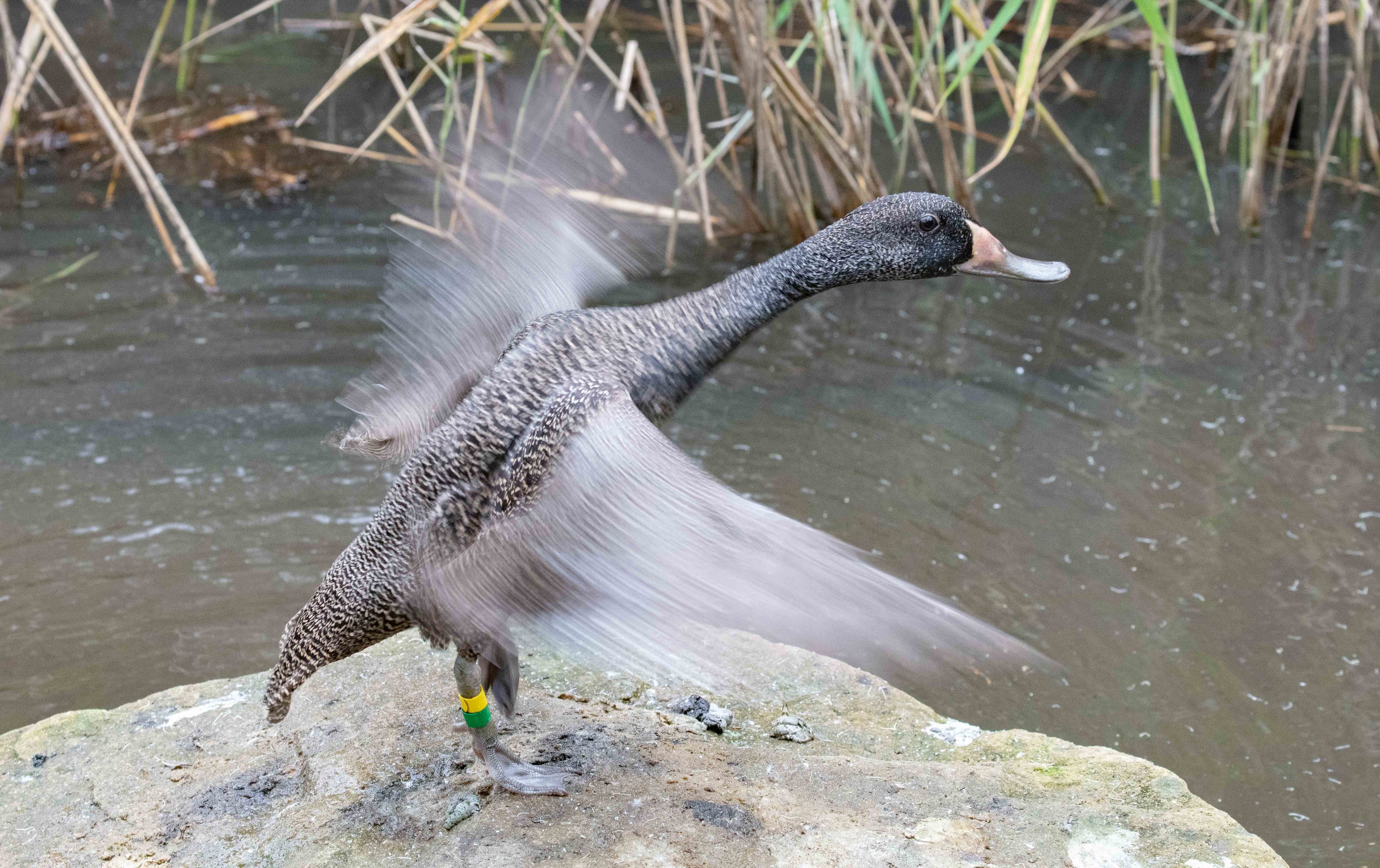 Freckled Duck
