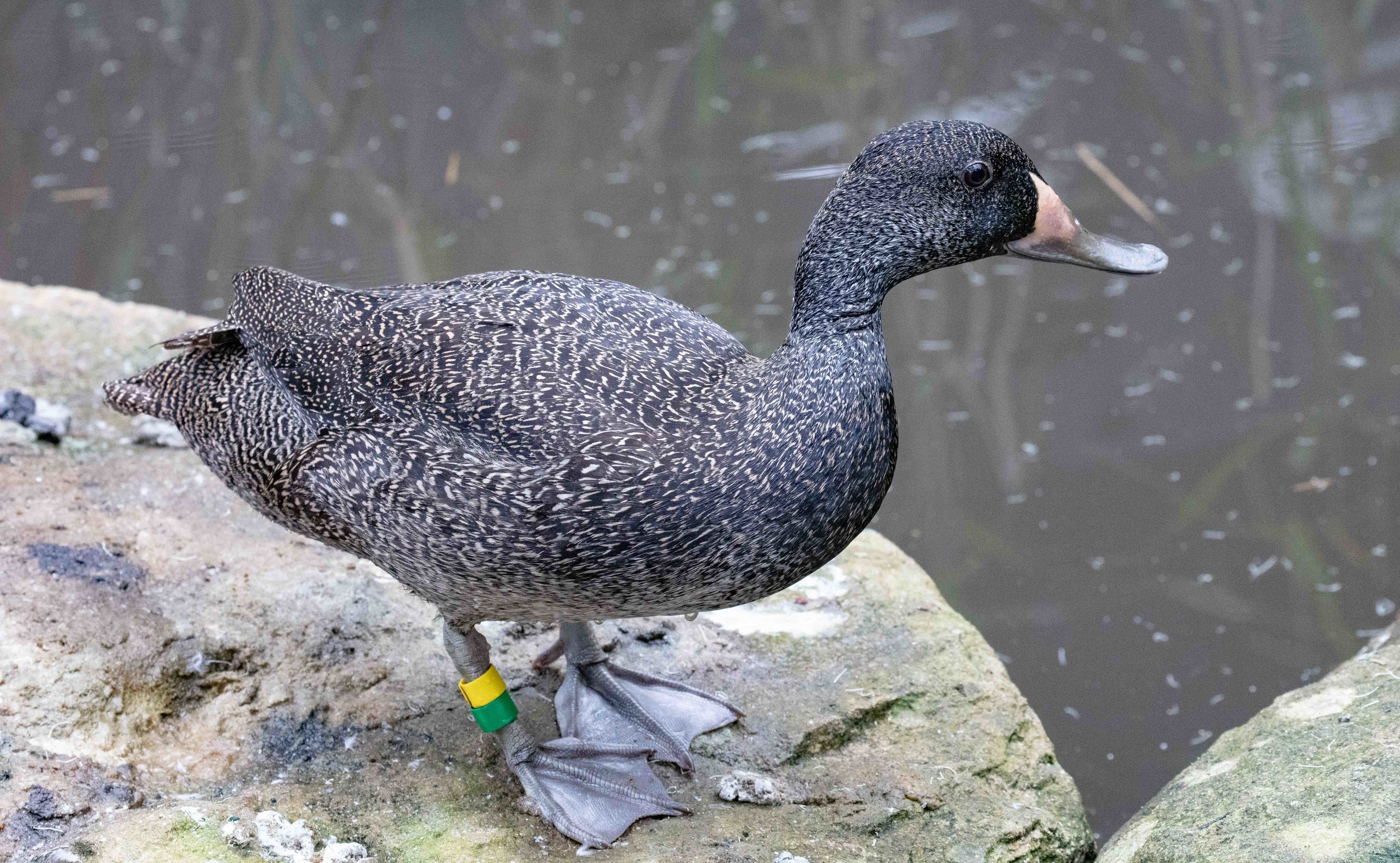 Freckled Duck