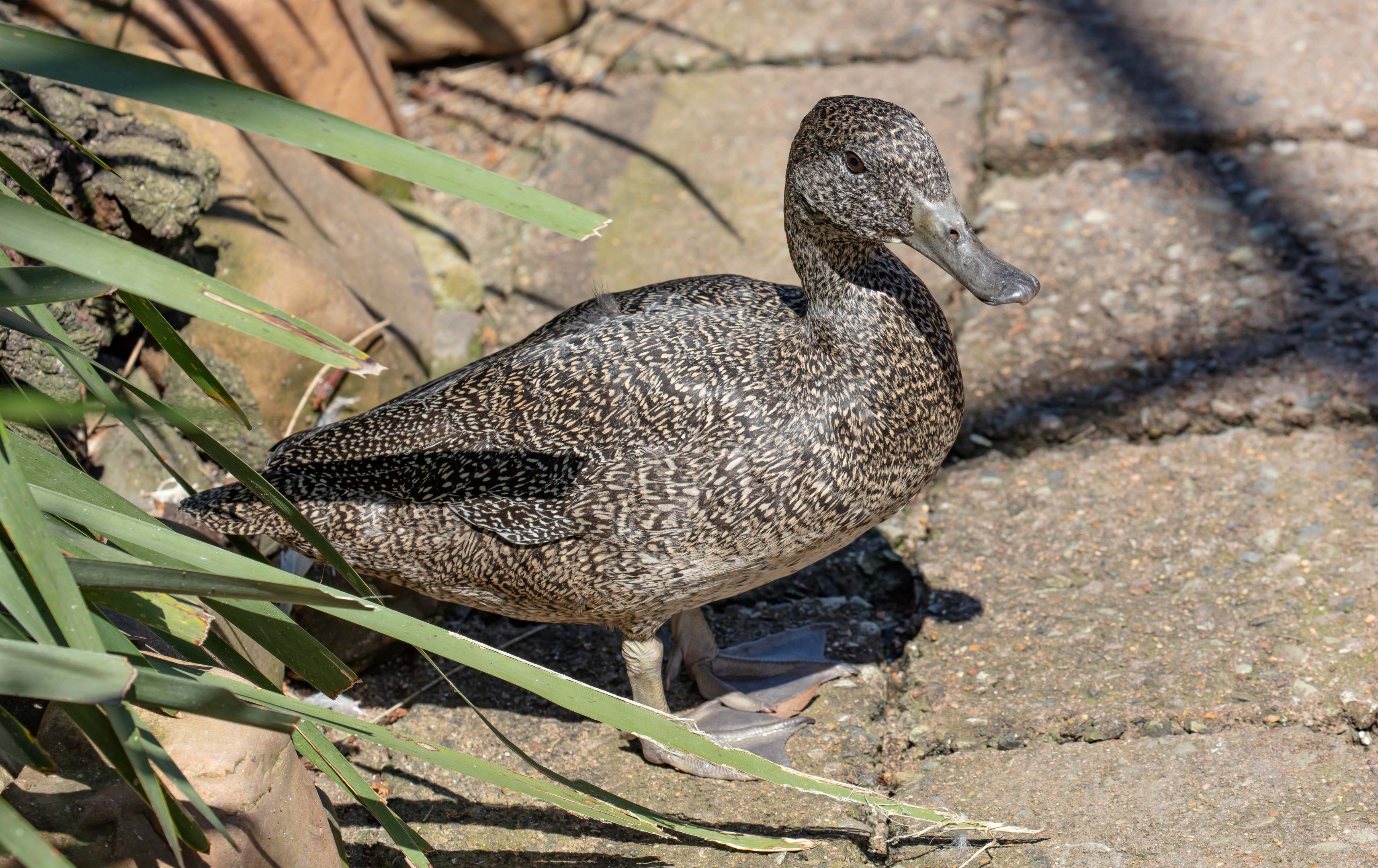 Freckled Duck