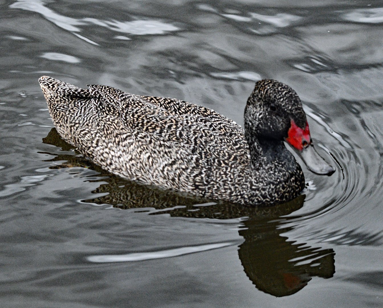 FRECKLED DUCK