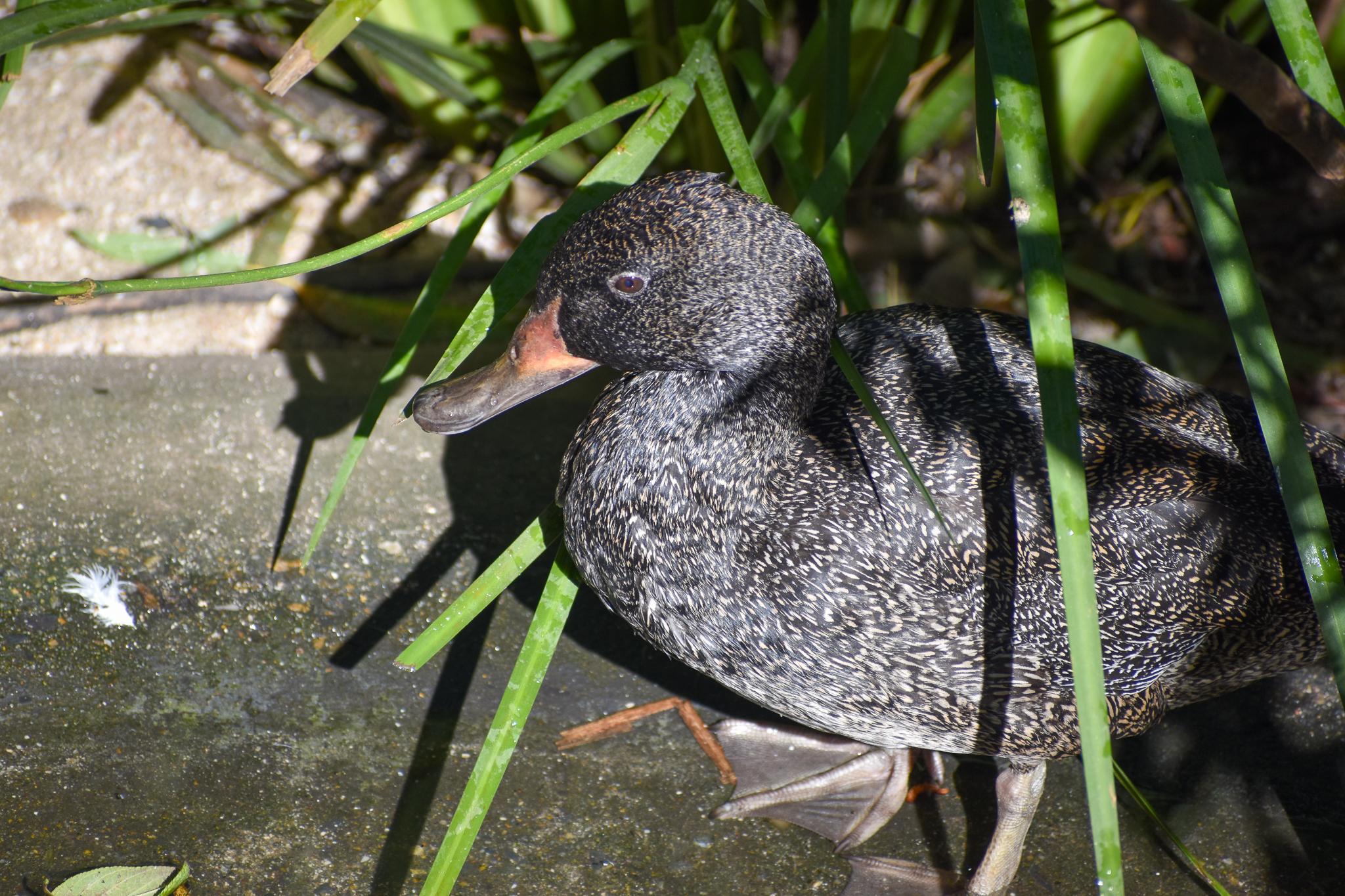 Freckled Duck