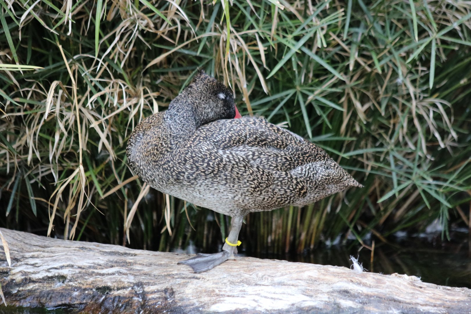 Freckled Duck