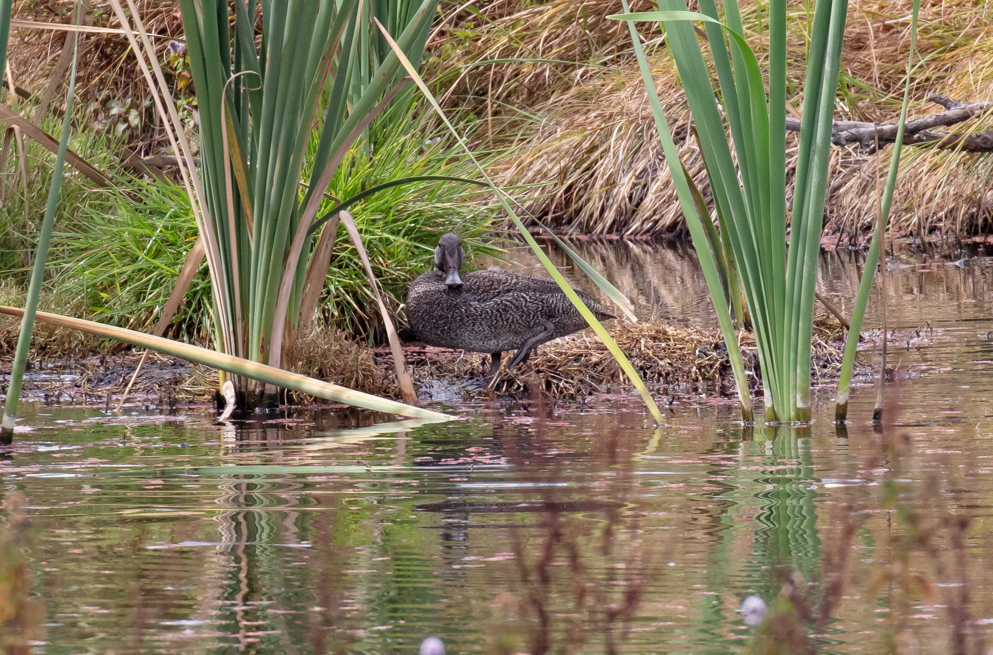 Freckled Duck