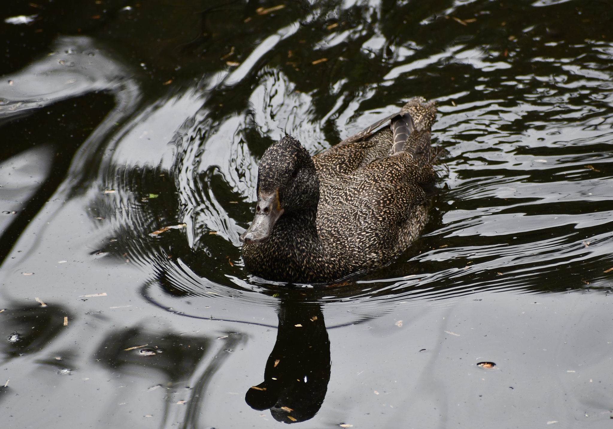 Freckled Duck