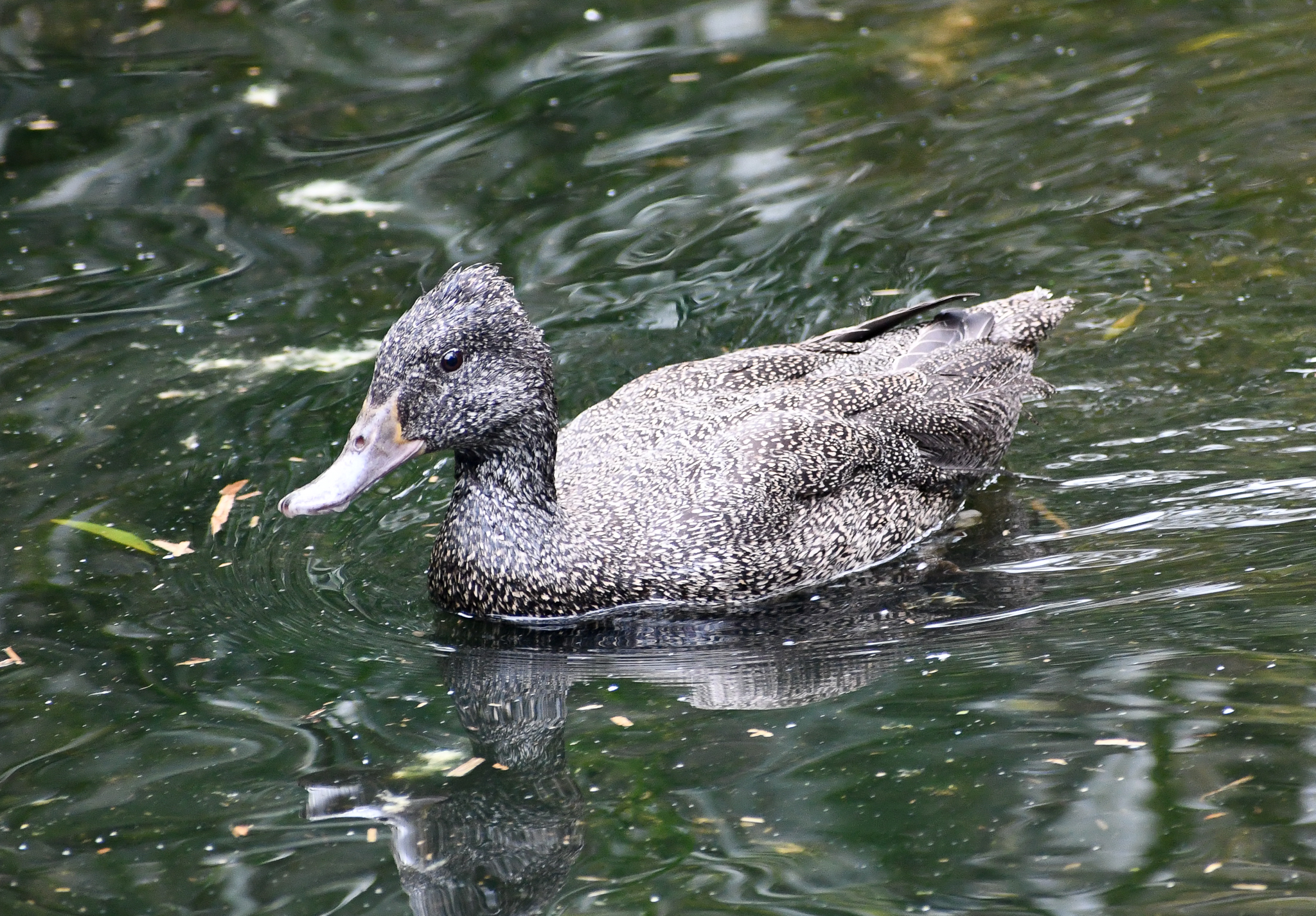 Freckled Duck