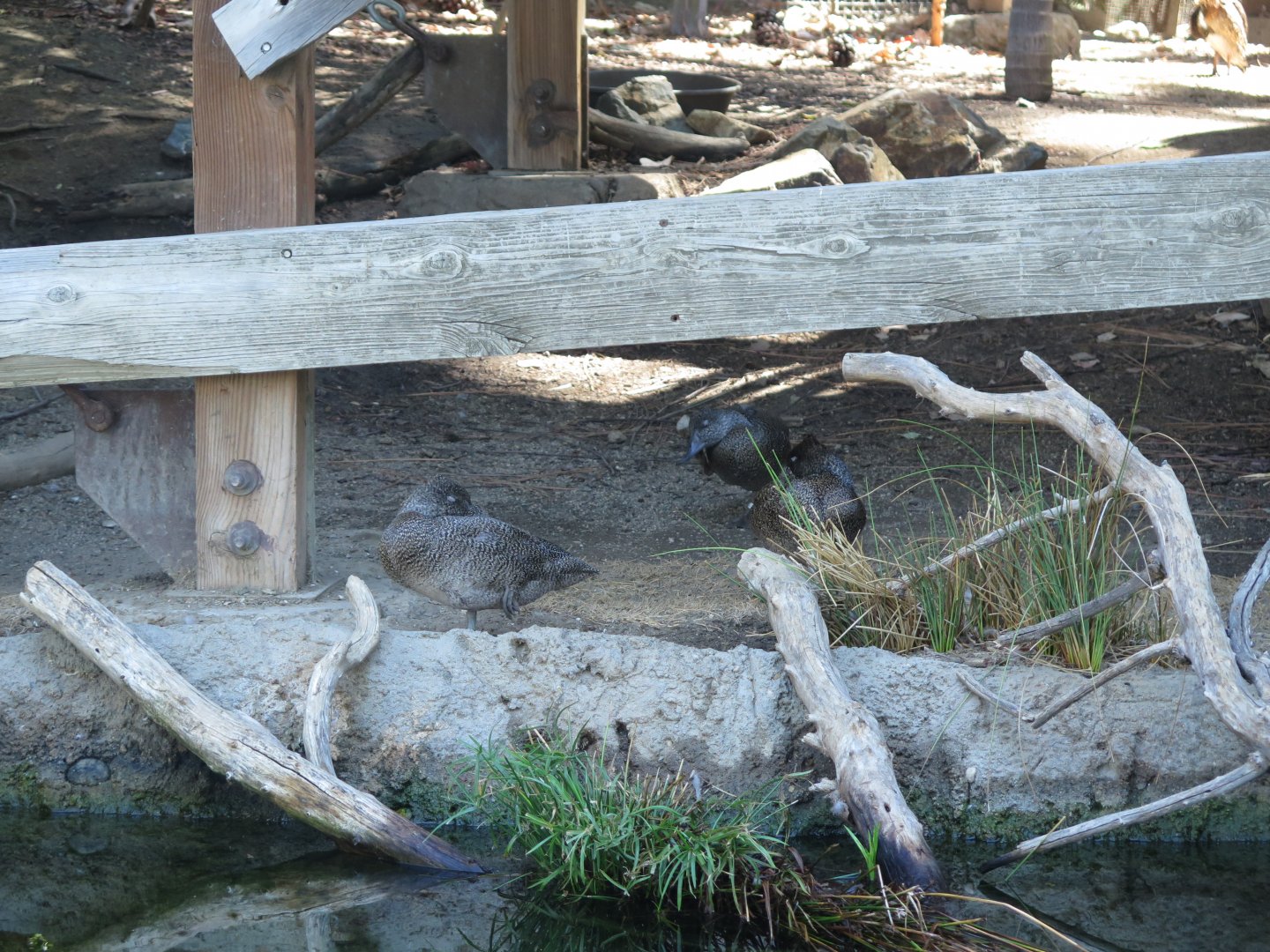 Freckled Ducks(8/23/2024)