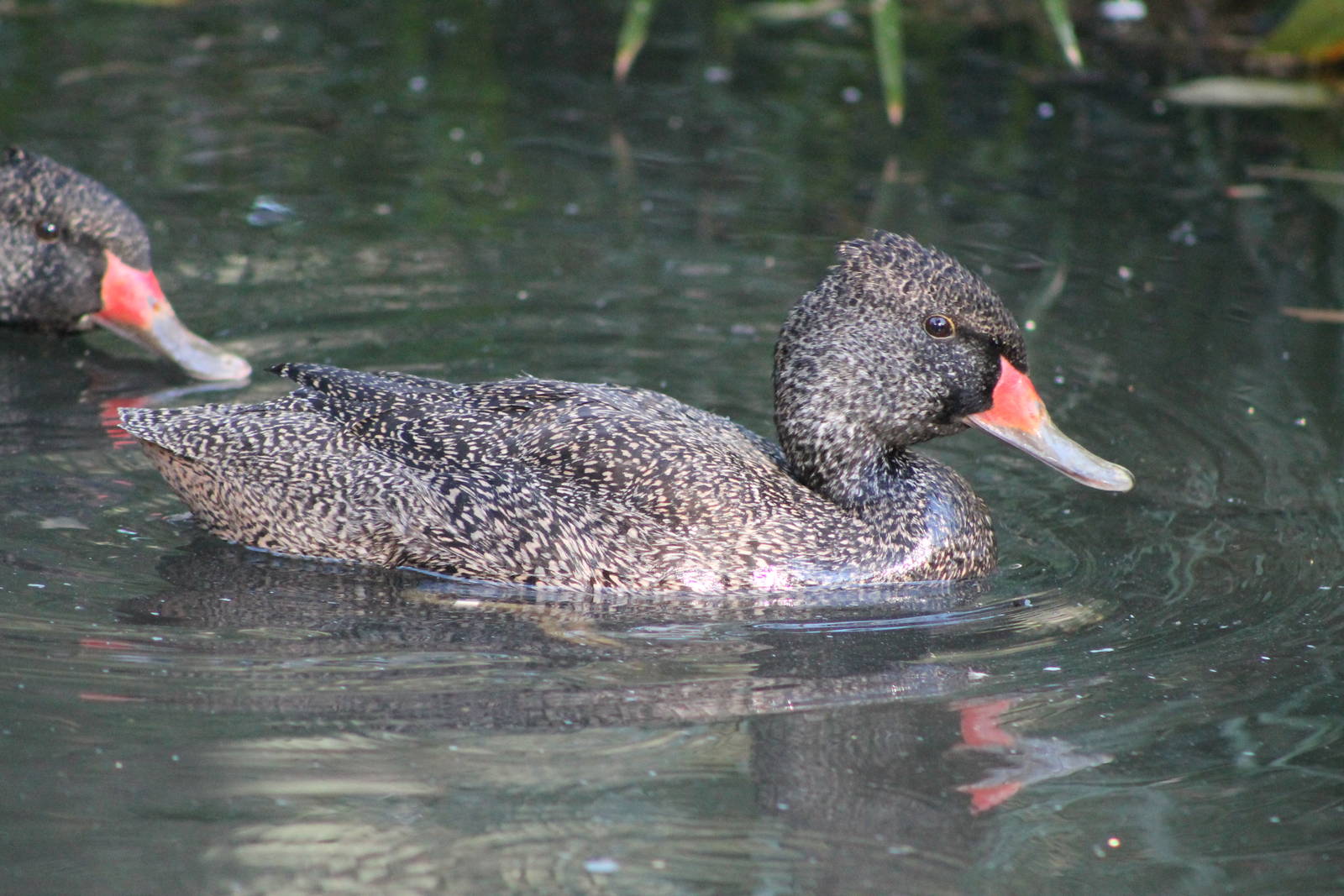 Freckled Ducks (Stictonetta naevosa)