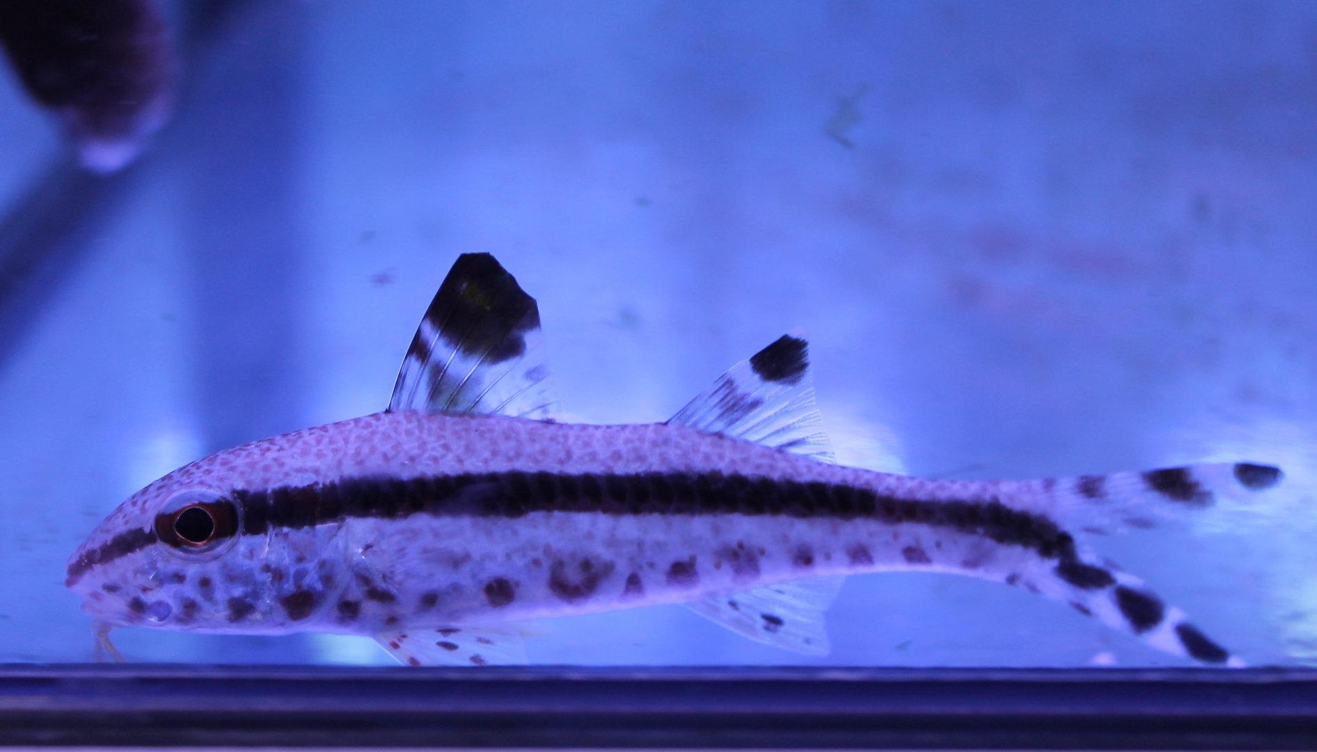 Freckled goatfish - Unpeneus tragula.