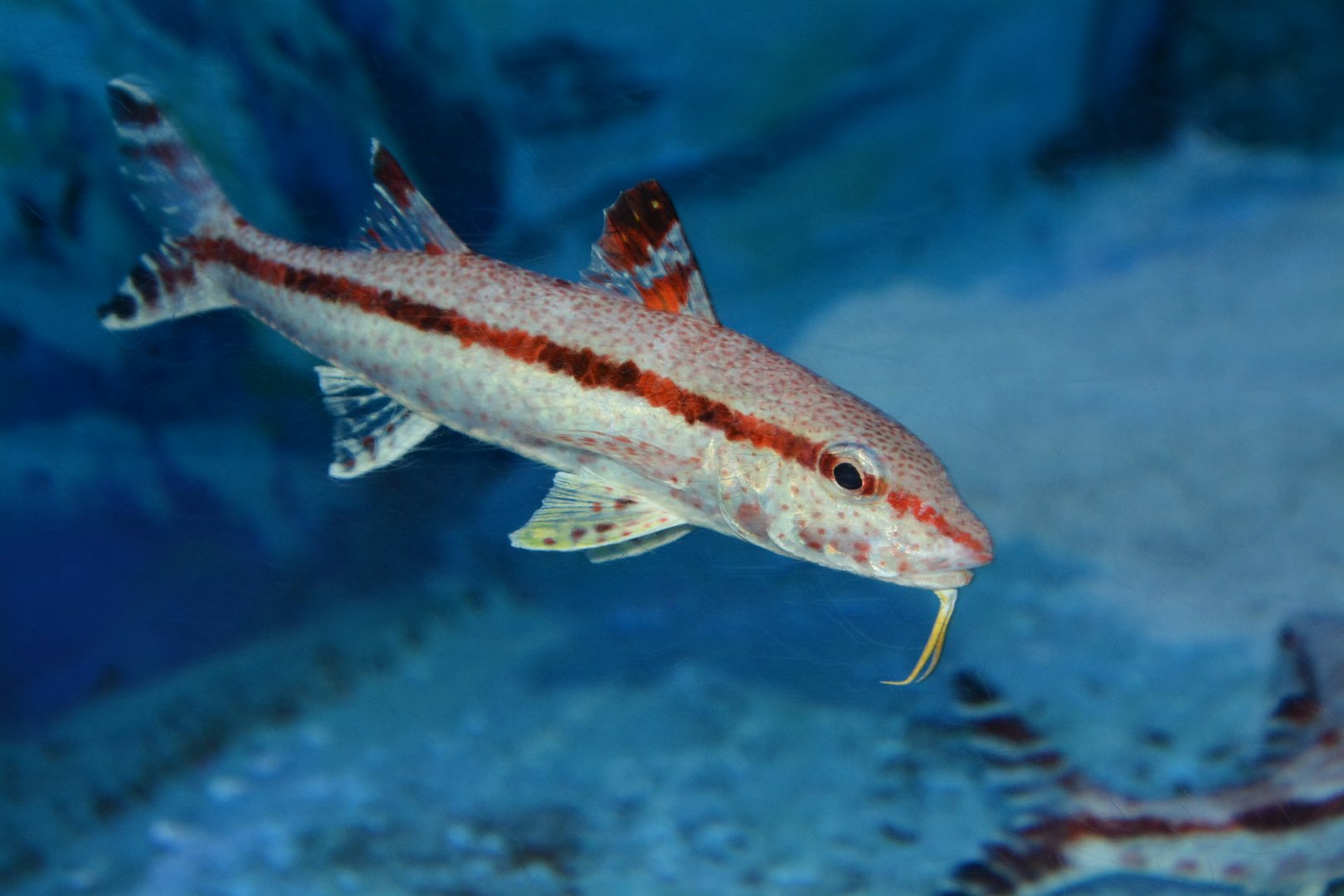 Freckled goatfish (Upeneus tragula)