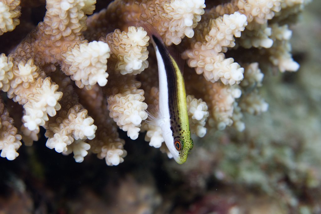 Freckled Hawkfish juvenile (Paracirrhites forsteri)