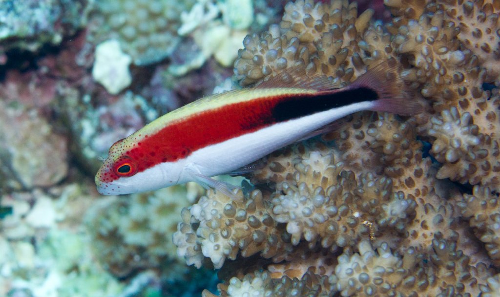 Freckled Hawkfish juvenile (Paracirrhites forsteri)