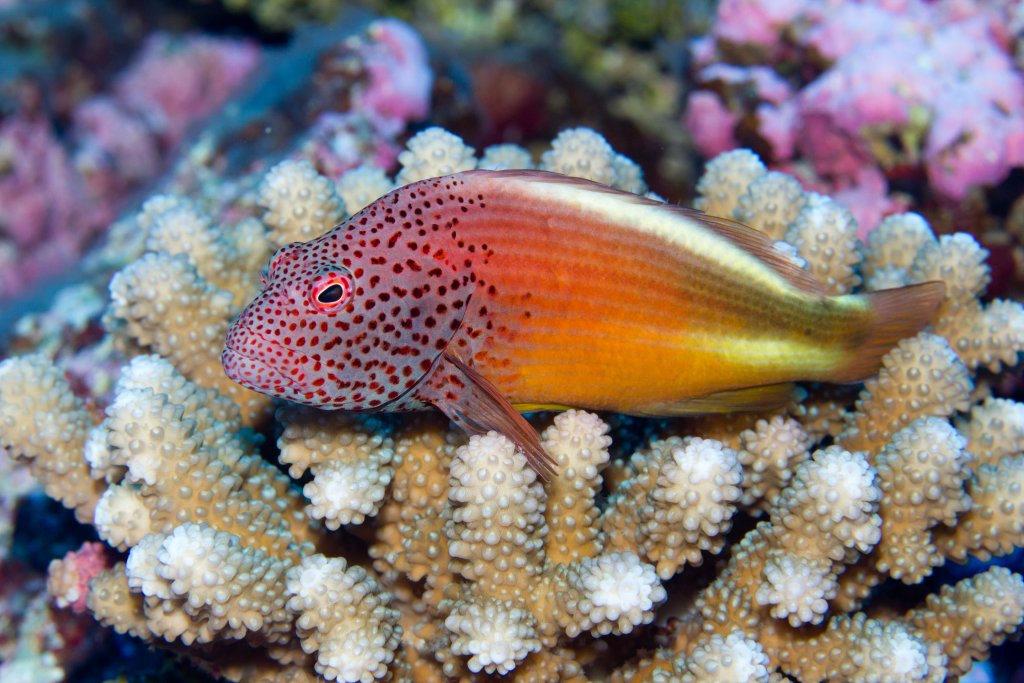Freckled Hawkfish (Paracirrhites forsteri)