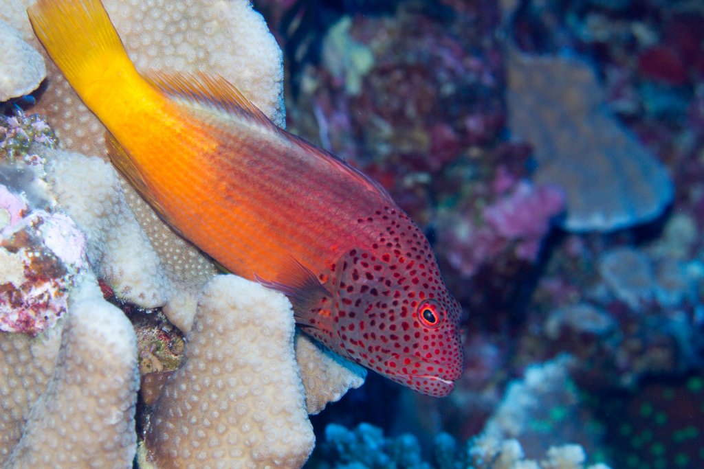 Freckled Hawkfish (Paracirrhites forsteri)