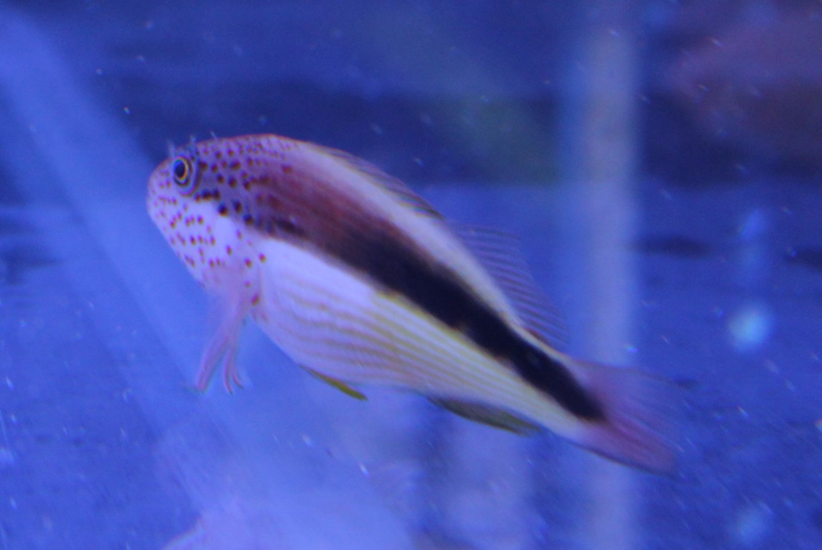 Freckled hawkfish - Paracirrhites forsteri
