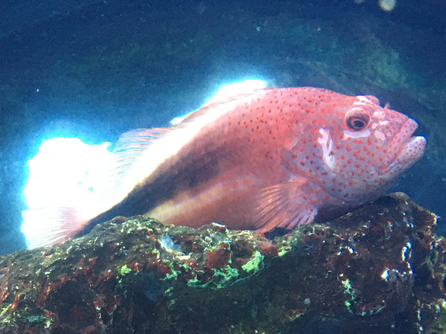 Freckled Hawkfish (Paracirrhites forsteri)