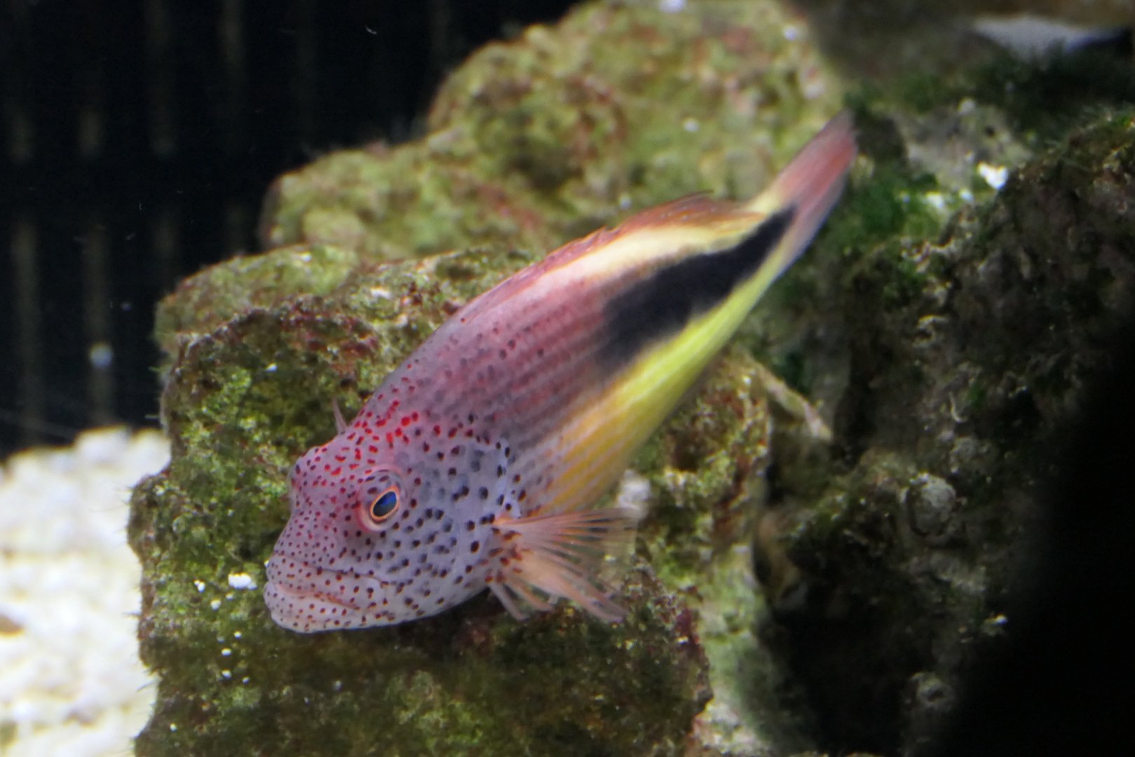 Freckled Hawkfish (Paracirrhites forsteri)