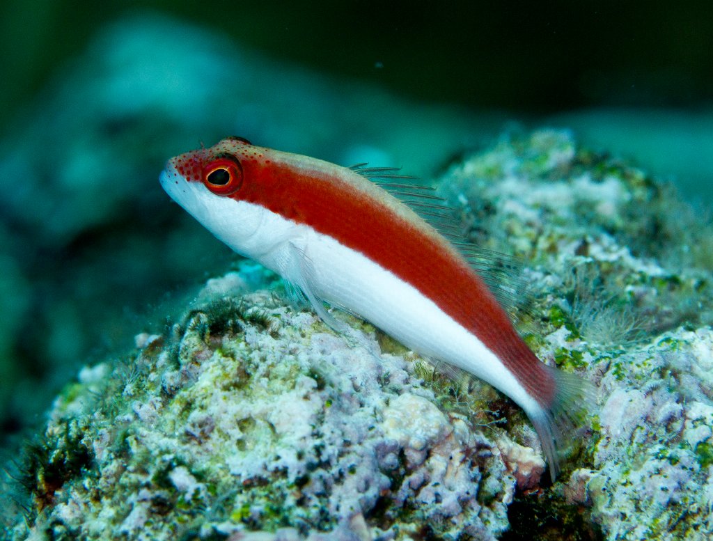 Freckled Hawkfish
