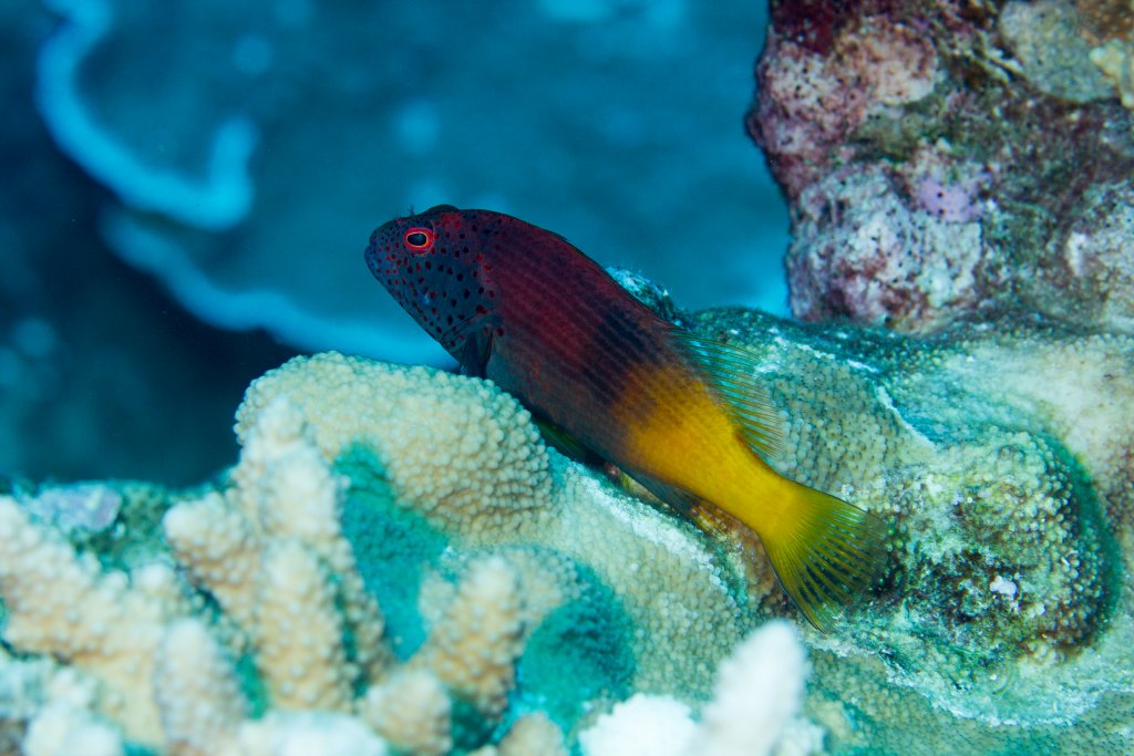 Freckled Hawkfish