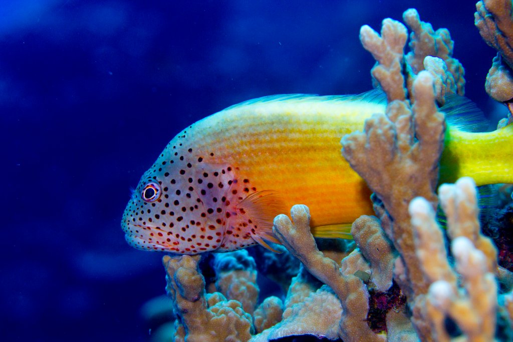 Freckled Hawkfish