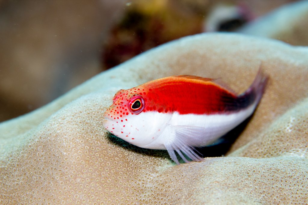 Freckled Hawkfish