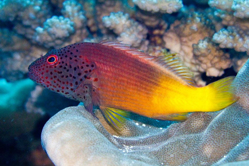 Freckled Hawkfish