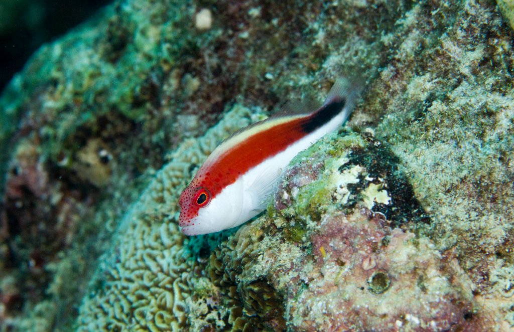 Freckled Hawkfish