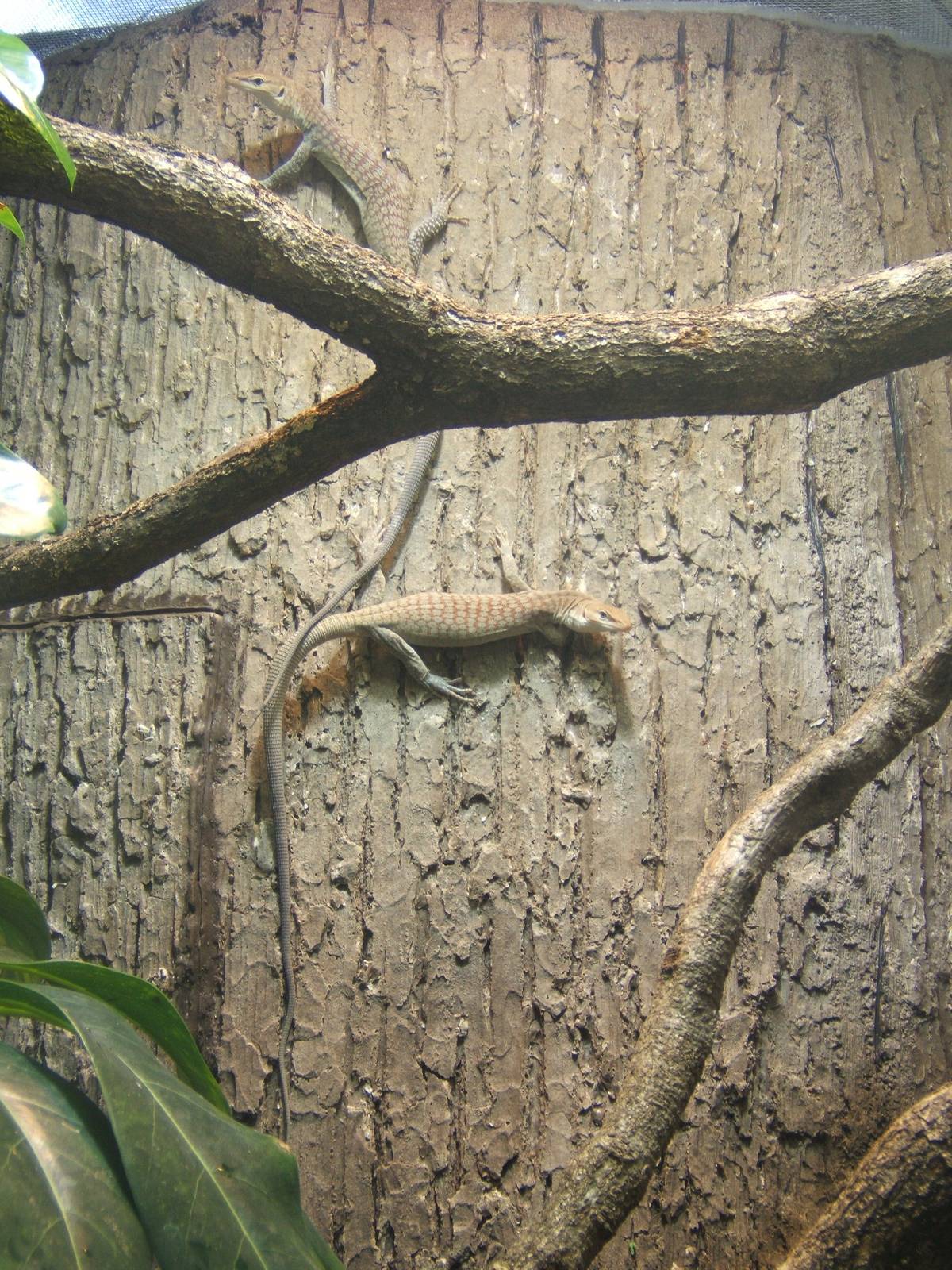 Freckled Monitor (Varanus tristis orientalis)