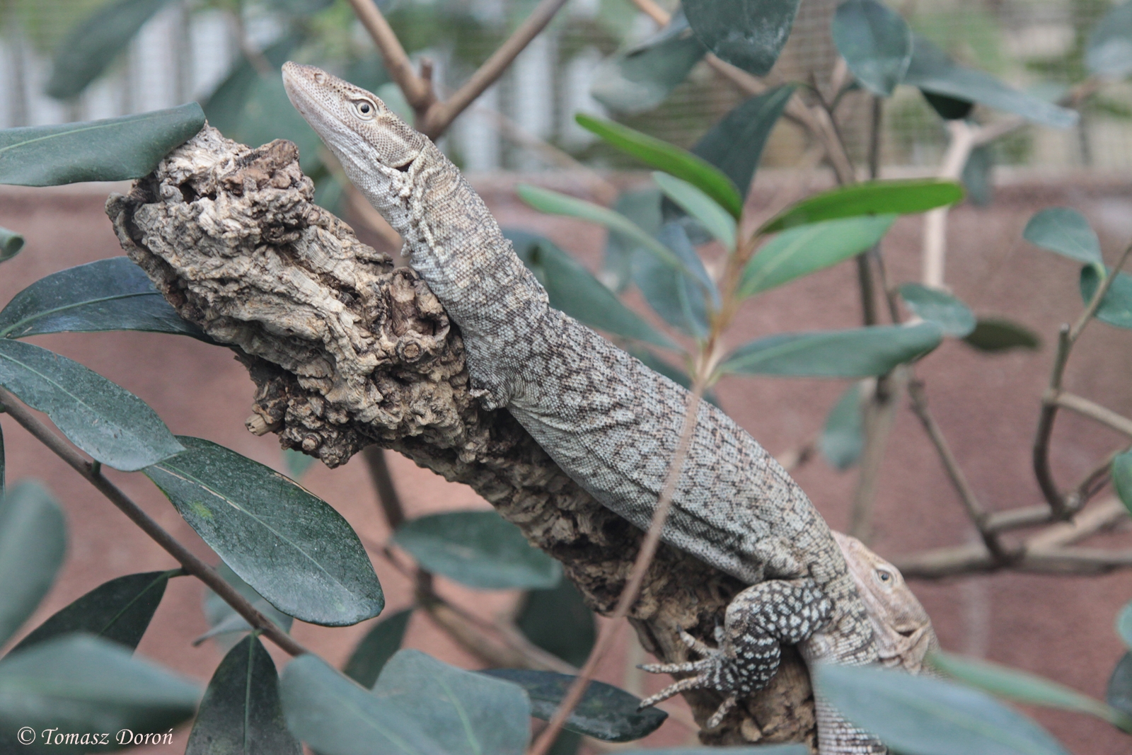 Freckled Monitor (Varanus tristis orientalis)