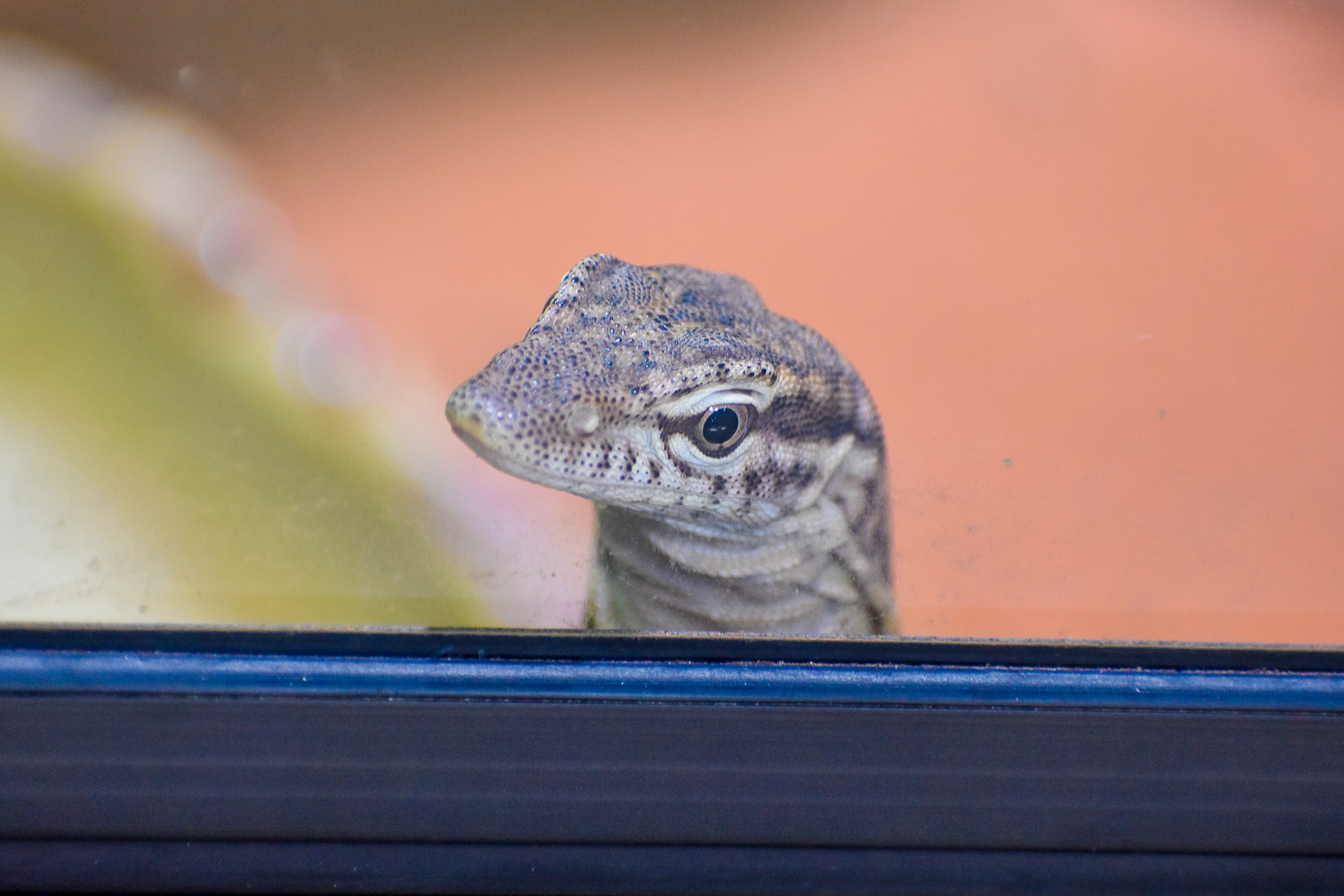 Freckled Monitor (Varanus tristis orientalis)