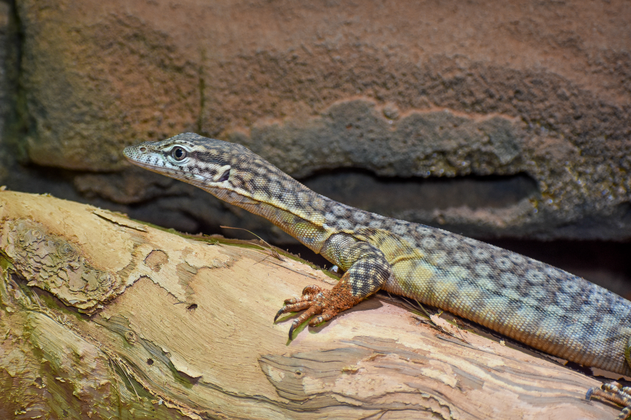 Freckled Monitor (Varanus tristis orientalis)
