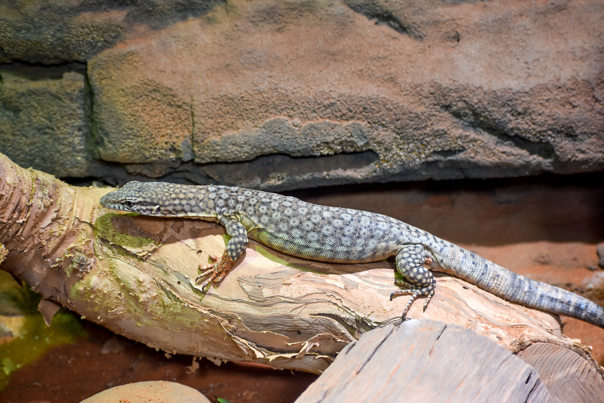 Freckled Monitor (Varanus tristis orientalis)