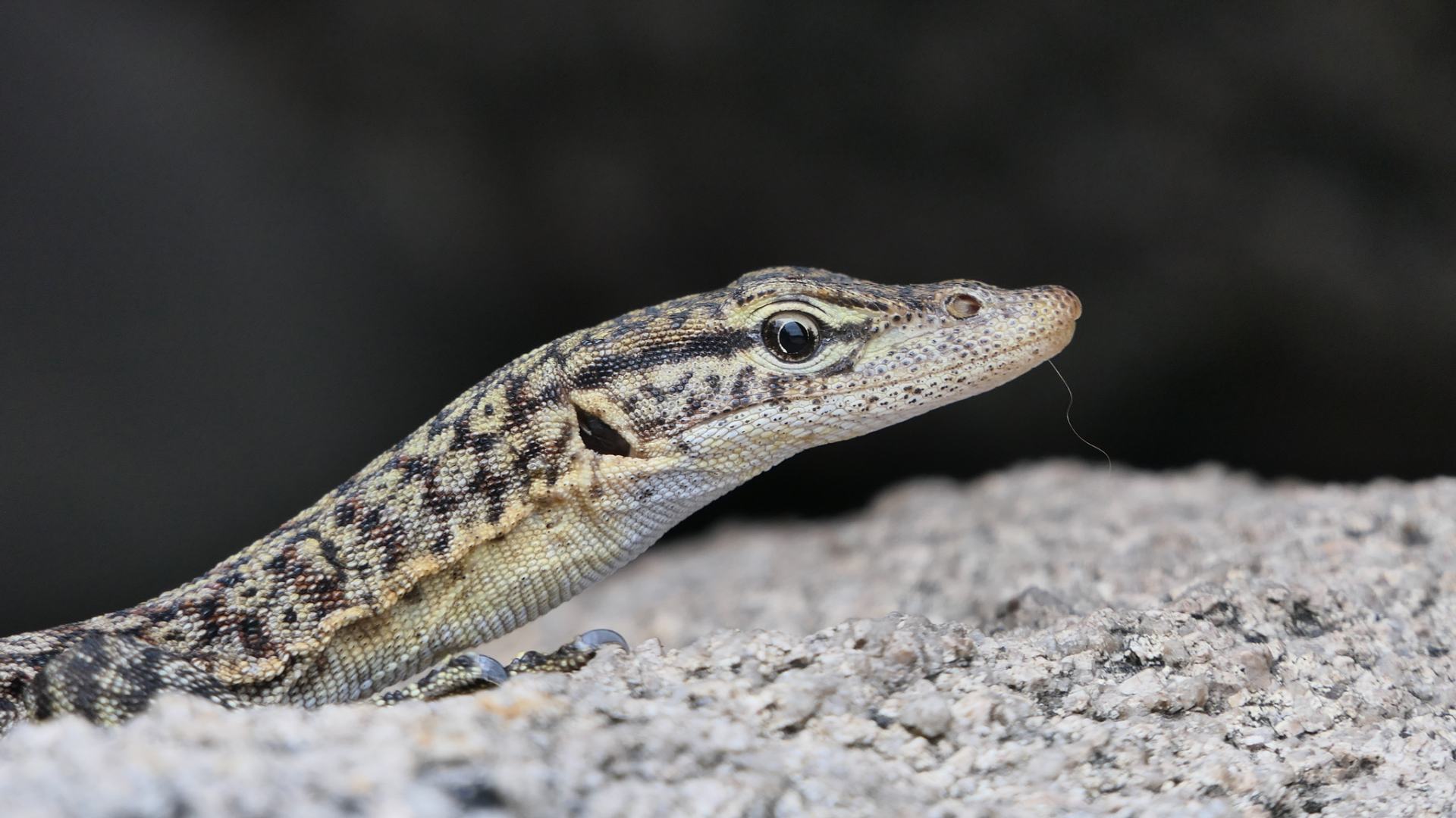 Freckled Monitor (Varanus tristis orientalis)