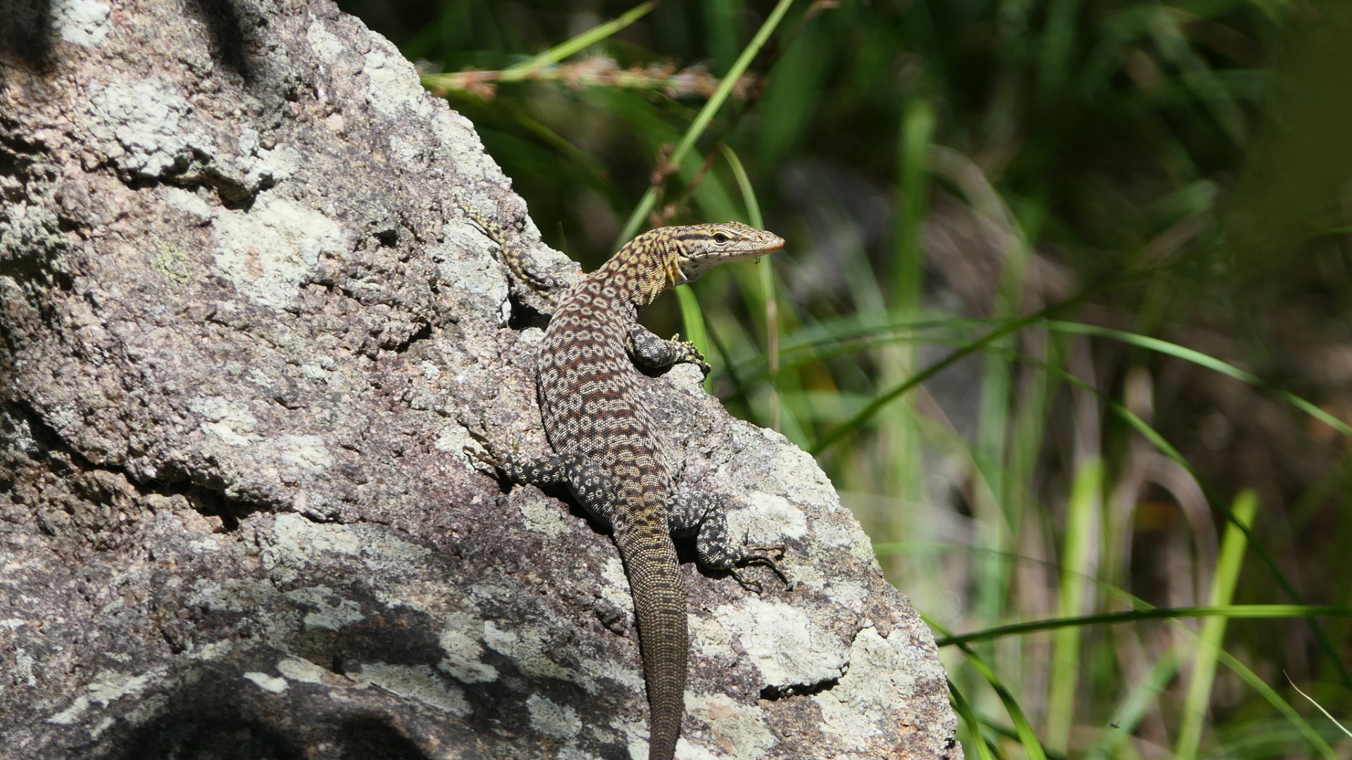 Freckled Monitor (Varanus tristis orientalis)