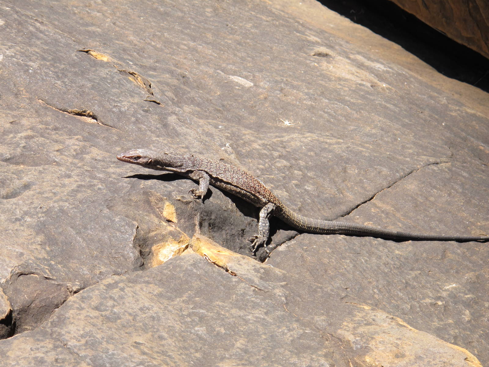 Freckled Monitor, Watarrka National Park, NT
