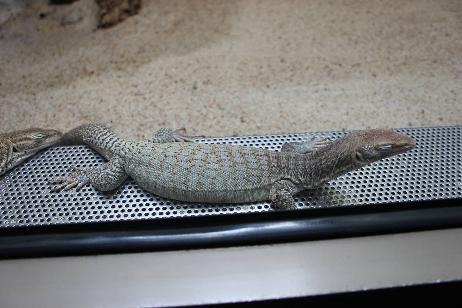 Freckled monitor