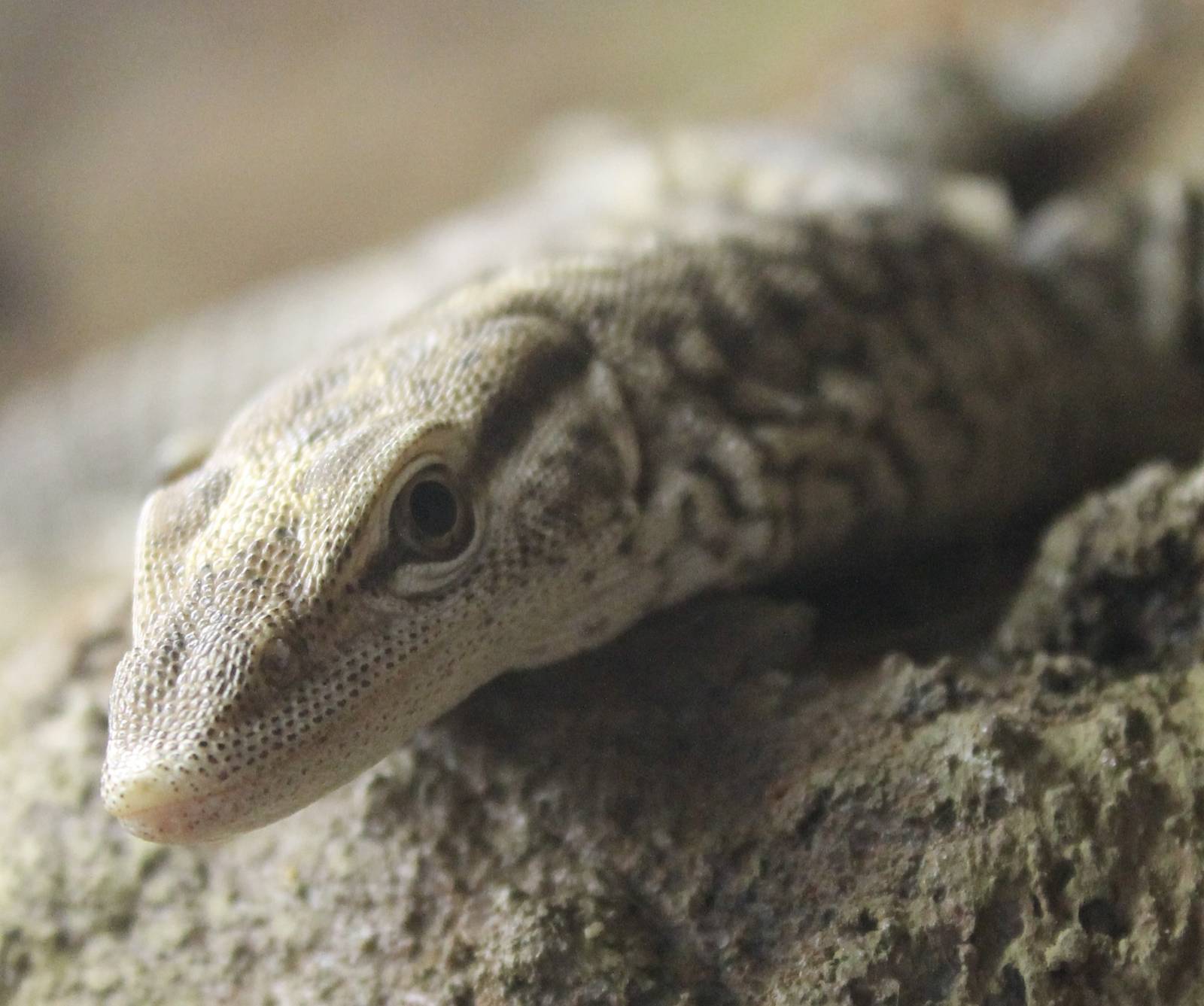 Freckled monitor