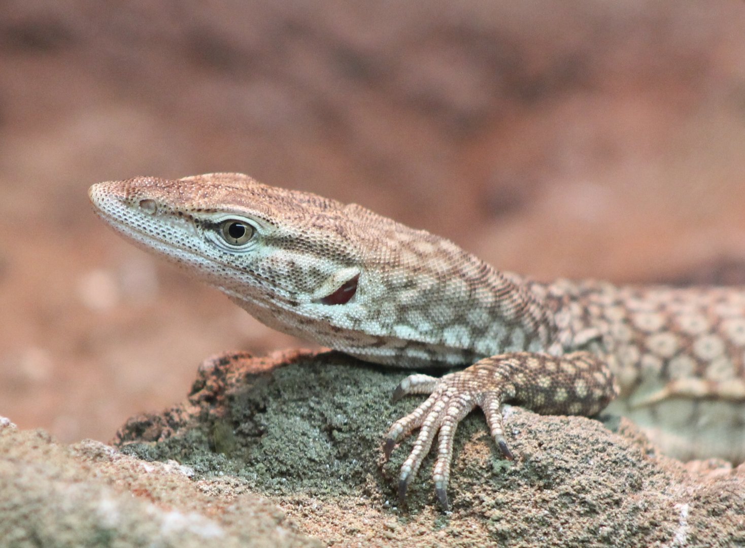 Freckled monitor